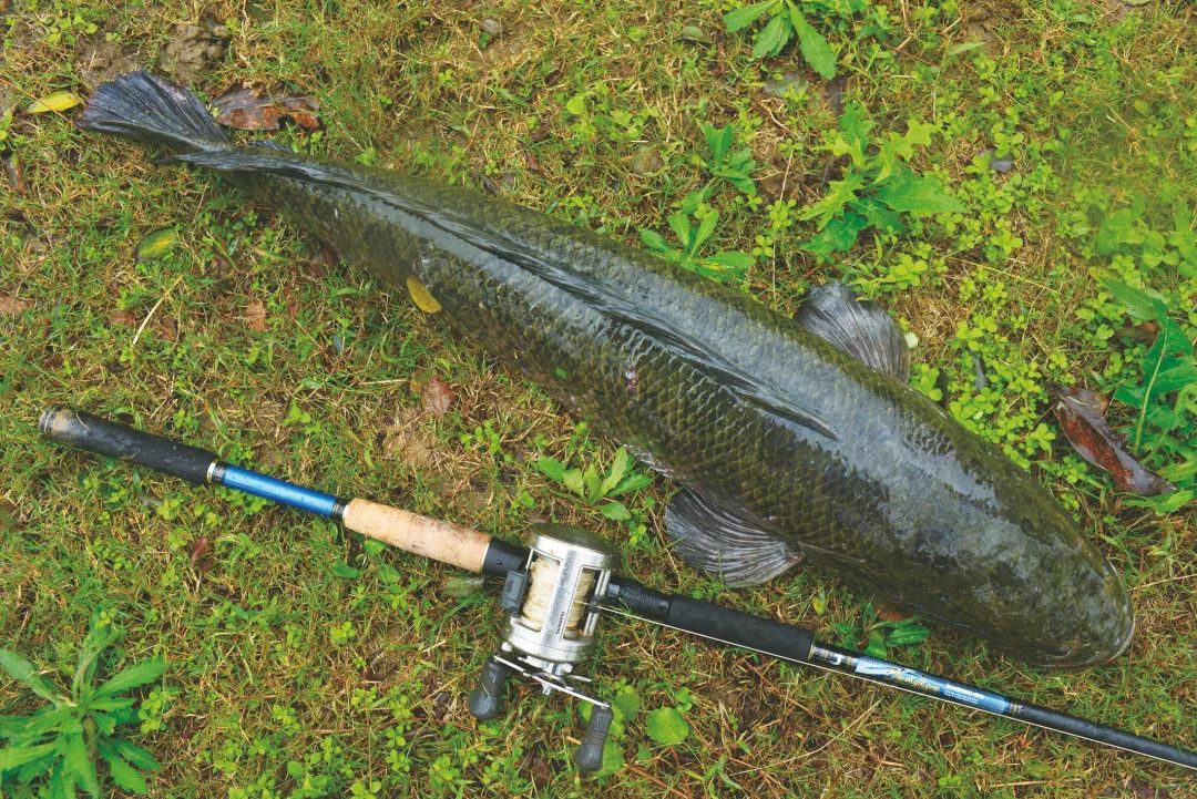 高邮湖猎黑鱼体长近米终于圆我巨黑梦