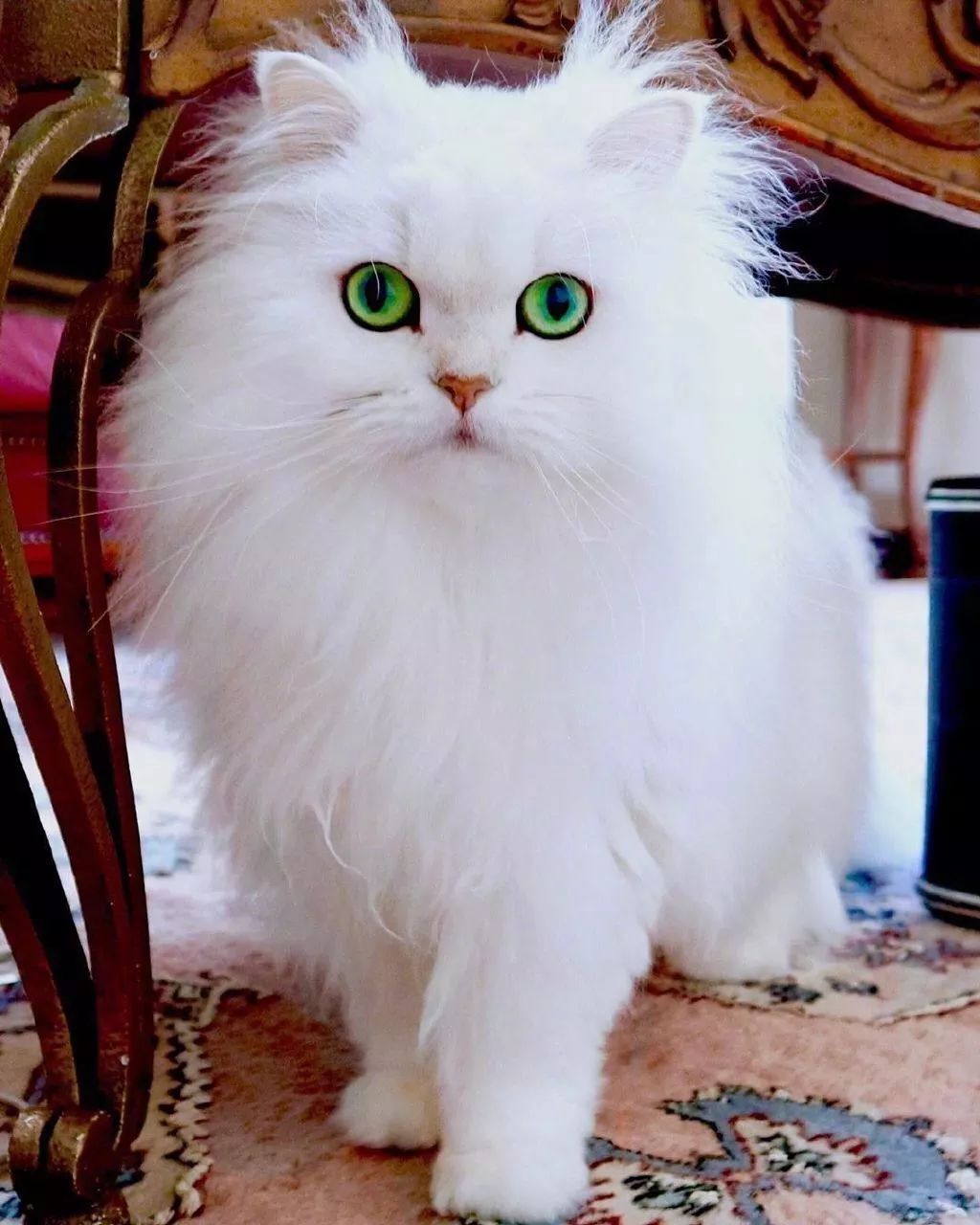 这是仙境故事里才有的猫吗确定是仙喵本仙了