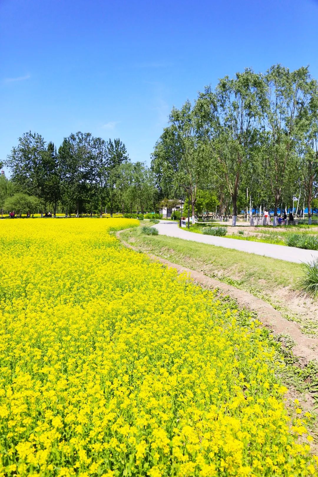 颐和园旁这片油菜花海美爆了