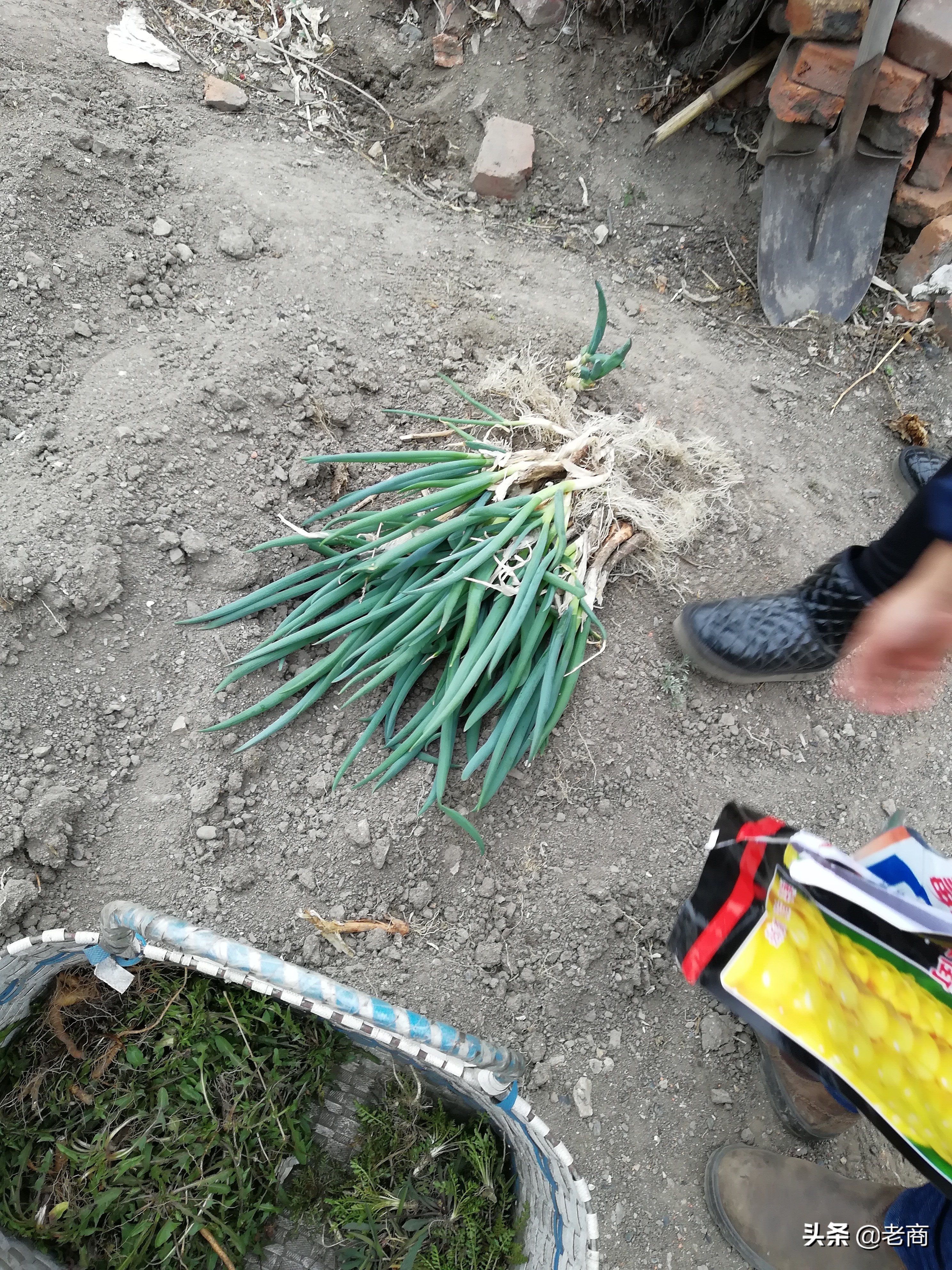 有很多東北人只愛採野菜,但自己根本不吃,儘管這樣,那股採菜的癮頭