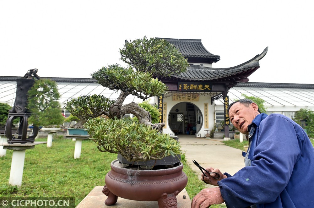 龙川盆景艺苑图片