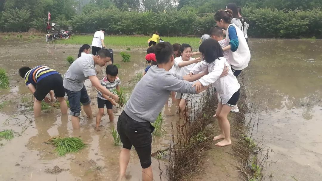 快樂插秧動起來樂山市機關幼兒園戶外親子活動紀實