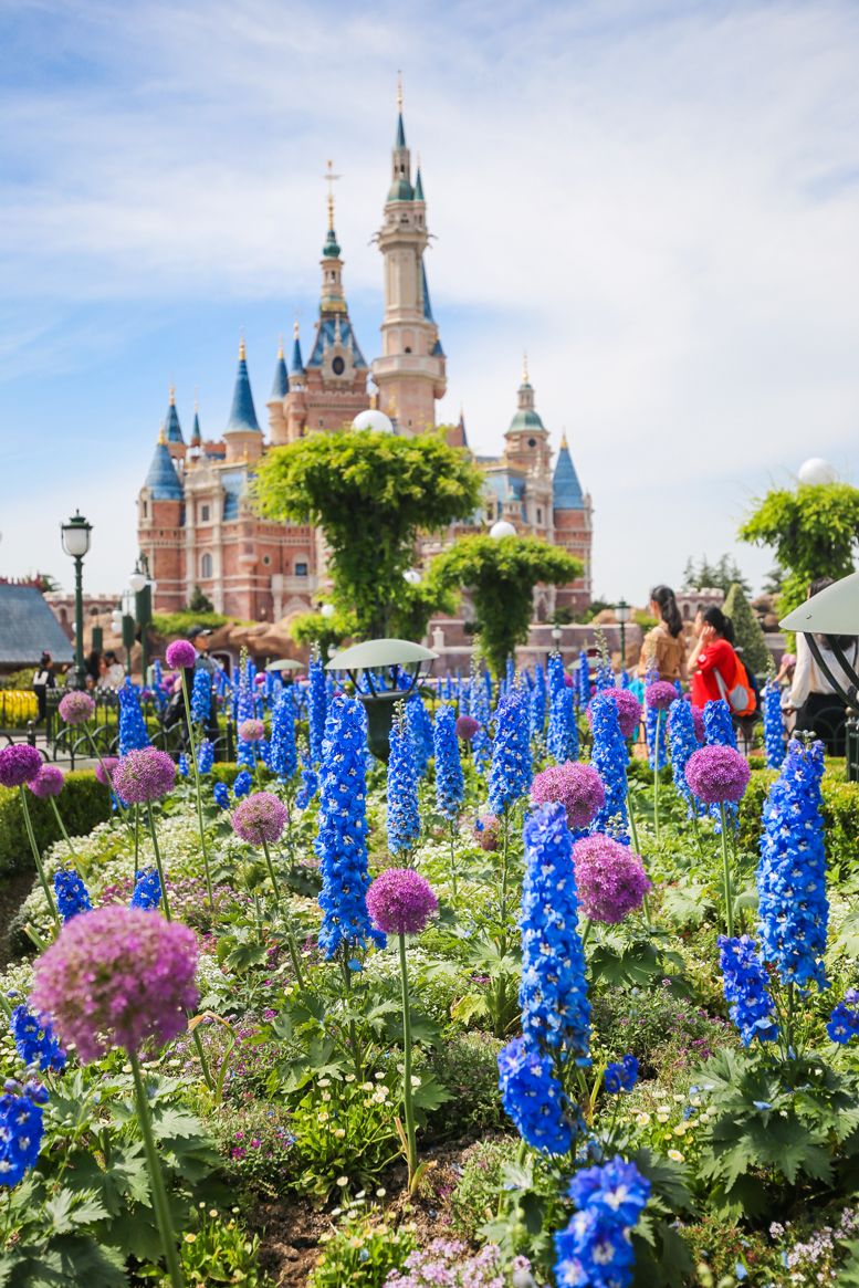 迪士尼鲜艳的花坛布满乐园的各个角落如同不小心误闯了童话世界奇想