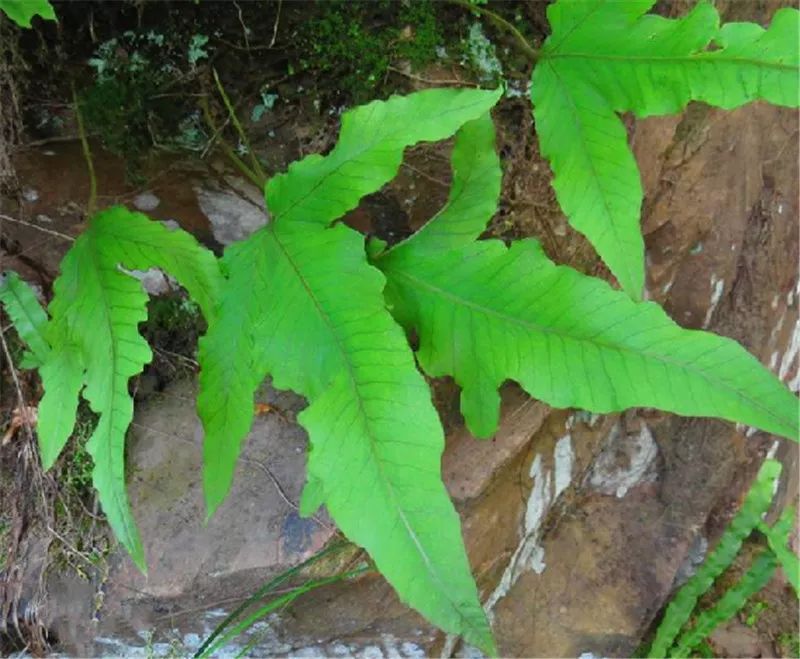 71 七星草71水龍骨科屬假瘤蕨屬捌:八寶,八仙花,八角金盤71