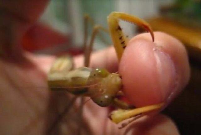 这只宠物每天啃主人的手当饭吃,网友:这怕是拿命在养_螳螂