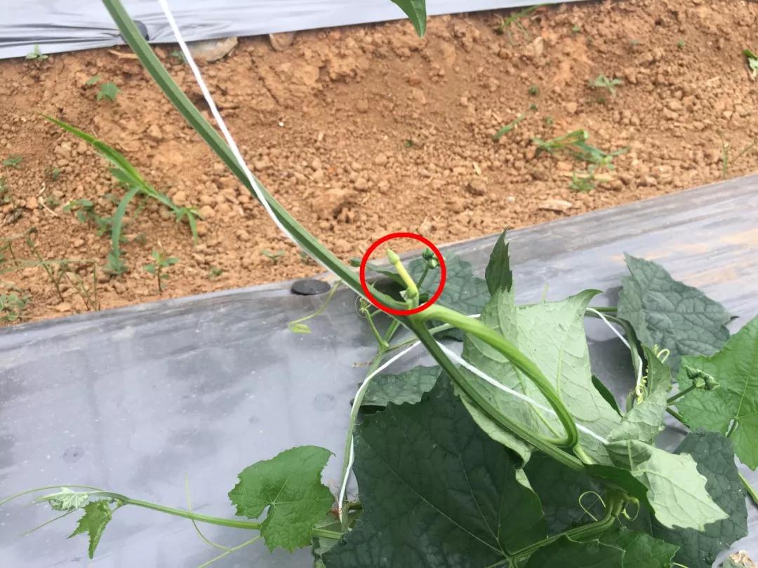 原创丝瓜长蔓结瓜少做好6点管理措施结瓜多到满架且又好又大