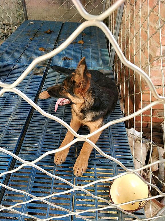 网友现在知道原因了,总是把德牧给关在笼子里对它的影响是挺大的,关着