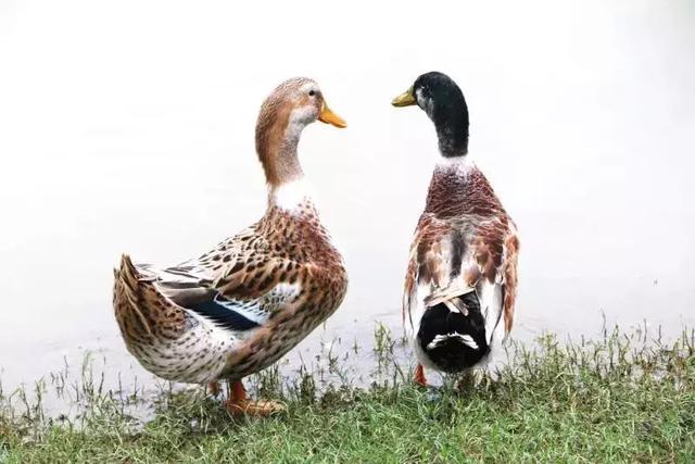 阳山青头鸭,走地鹅,也放养在青山绿水里,一点污染都无,相信你喺外面都