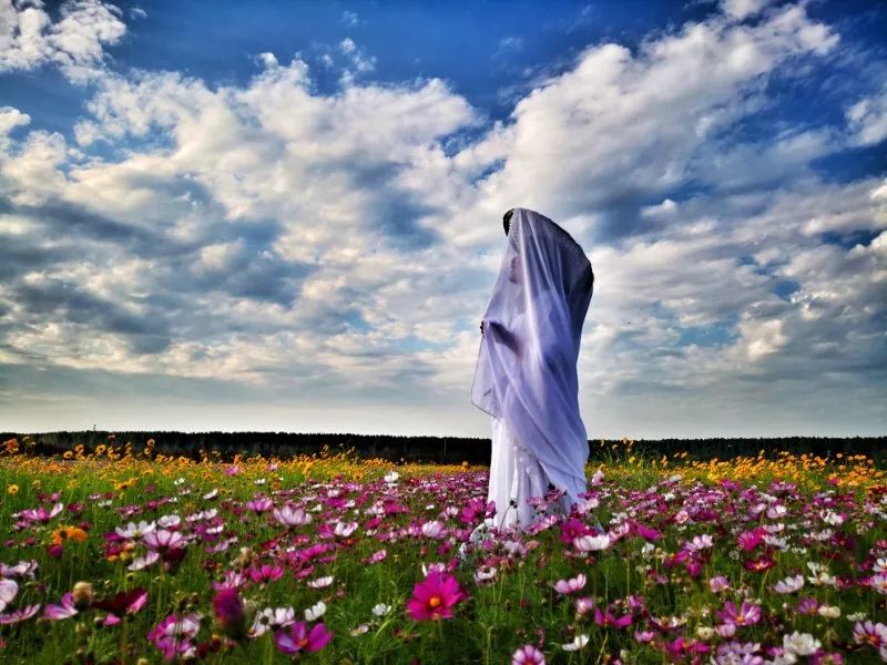 最美5月天格桑花马鞭花驻马店这些花海美爆了免费看