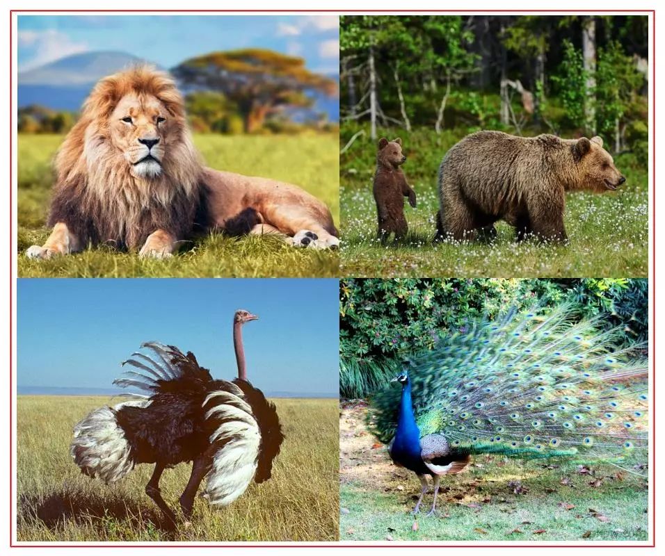 邵东动物乐园5月17日开园啦!门票全城免费送!