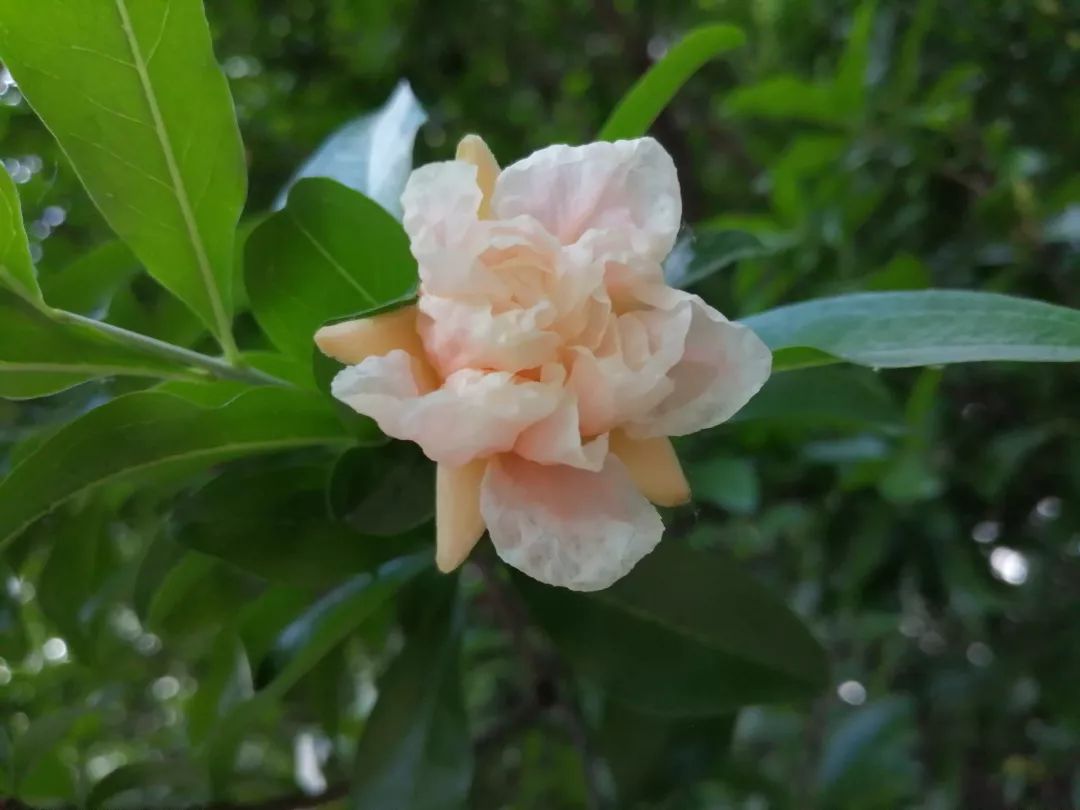 瀚海:五月榴花红似火_母亲