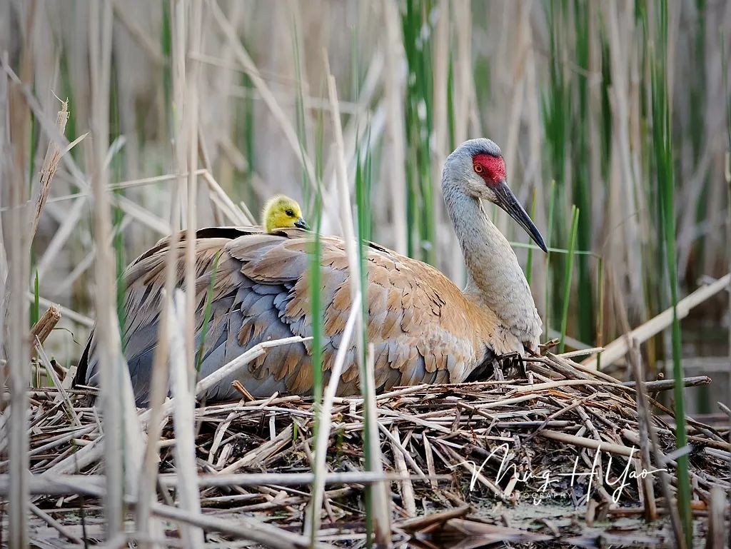 1.2019年五月初,芦苇荡中的某处鹤窝一个新生命诞生了.