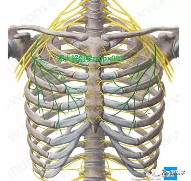 穿过锁胸筋膜后行于胸大肌深面,分布并支配该肌(2)胸内侧神经:(c8 ,t1