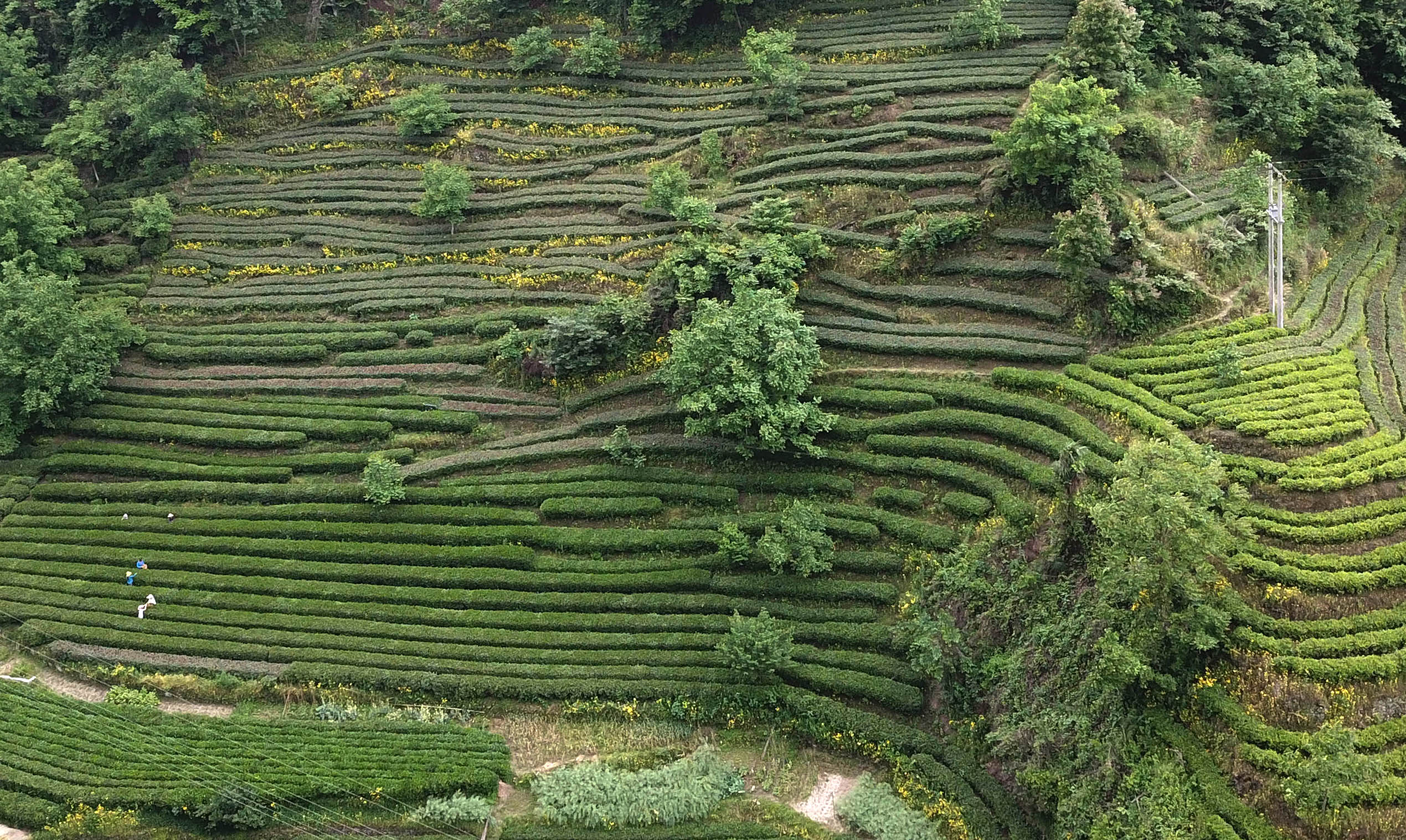 5月12日,在康县阳坝镇宋沟村,村民在茶园中采茶.