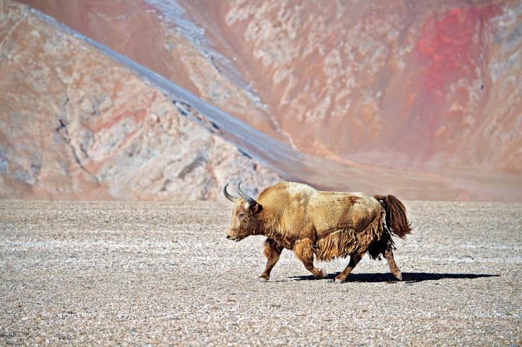 直击全球与世隔绝的金丝野牦牛:如今仅剩200头,誉为"黄金神兽"_金色