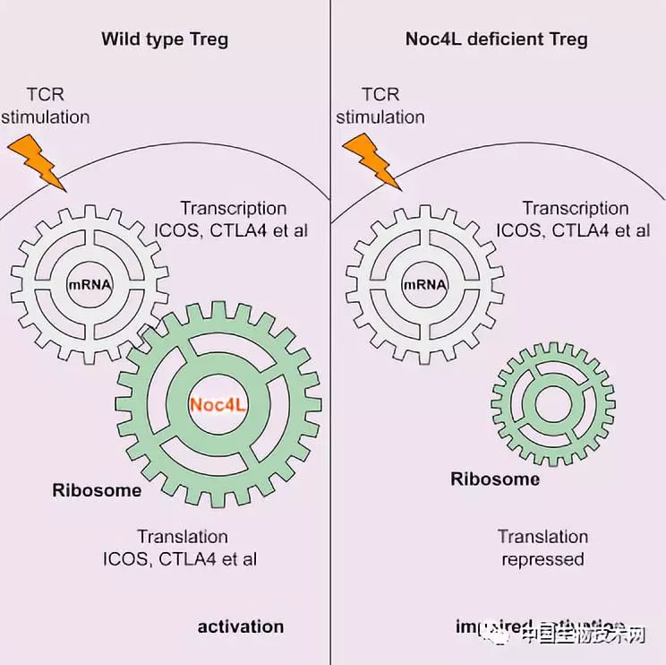 近日,中国科学院微生物研究所研究员周旭宇与中国科学院院士高福团队