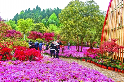 江西井岡山杜鵑花開 引遊客登山賞花