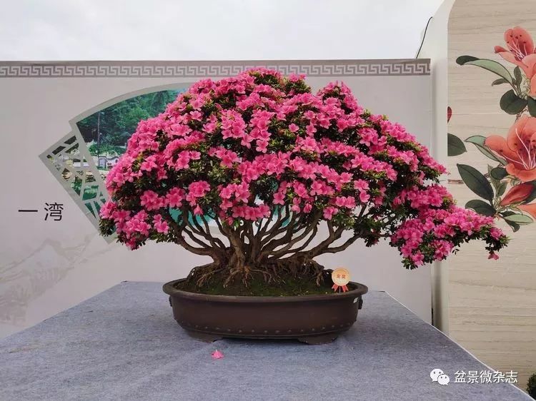 2019重庆千盆杜鹃盆景展获奖作品赏析