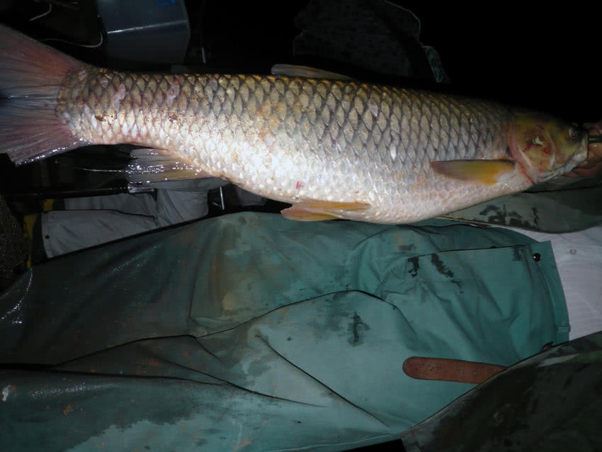 乡下亲戚家后山水库钓上来的大草鱼足足有20斤重