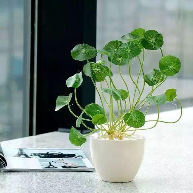 这5种花任性浇!再不用担心把爱花浇死!