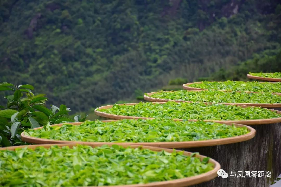 单丛采茶季,一天 | 茶农很累_凤凰古