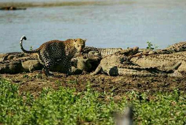 花豹竟对鳄鱼群发起攻击河马在一旁都看呆了强强对抗结局太过瘾