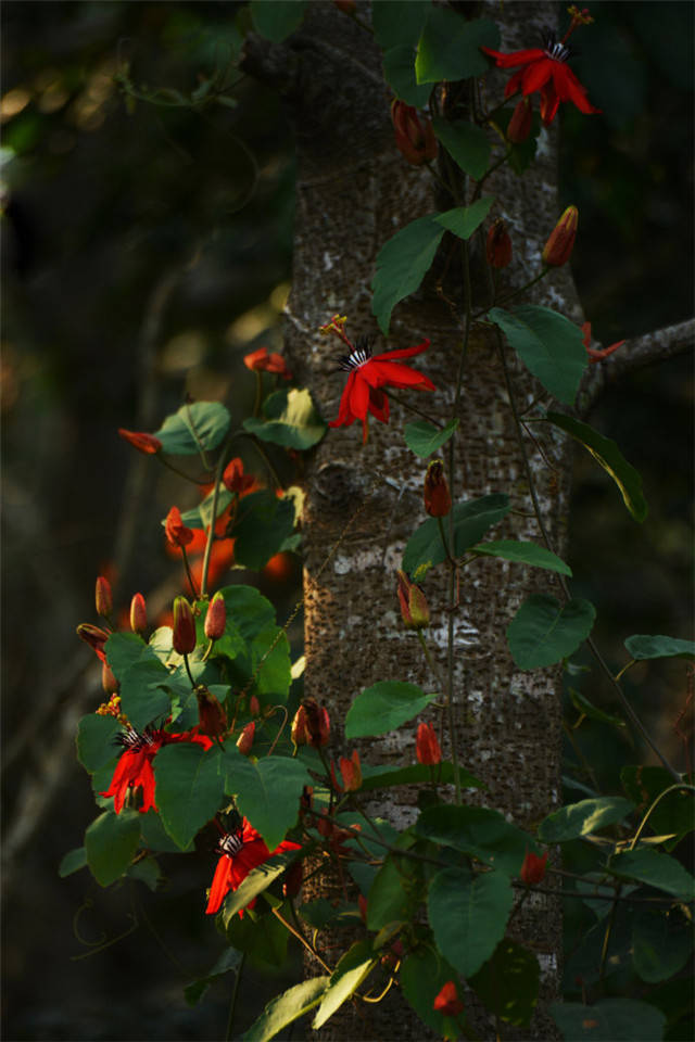 奇花异草篇之有着"风火轮"的红花西番莲,美的惊艳!