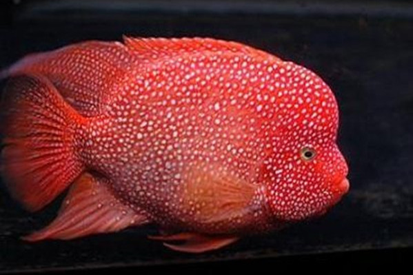 德萨罗汉红不红不能只靠运气快学习这些饲养小技巧