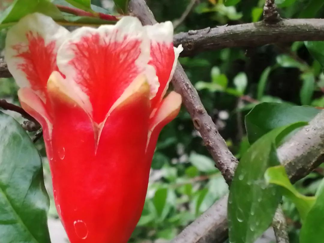 瀚海:五月榴花红似火_母亲