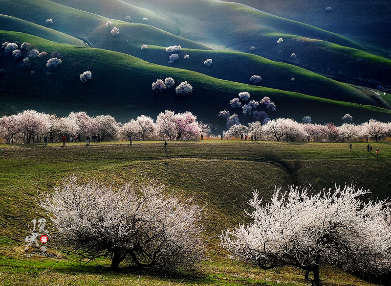 原创南疆杏花沟才是中国最美的春色