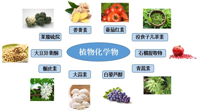 果蔬中的健康卫士植物化学物