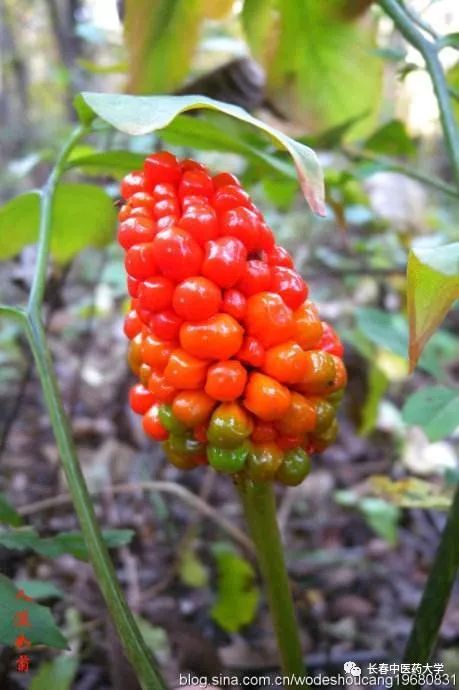 话题七星百草园里有什么