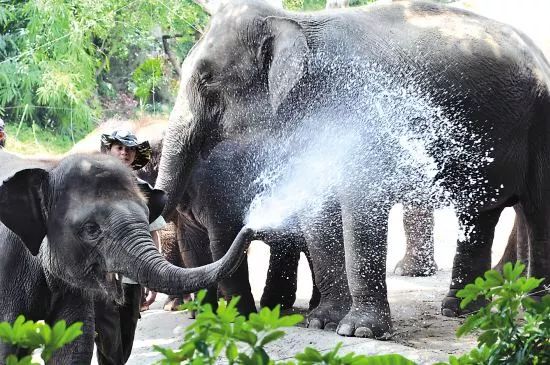 大象鼻子洗澡图片