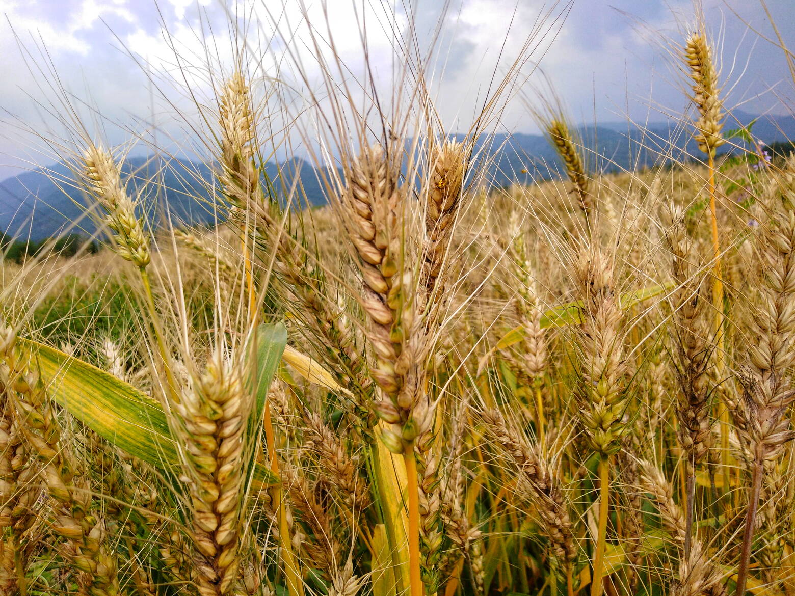 五月的麦子已经长成这个季节最美的姑娘你看那香透的颜色阳光没有带走