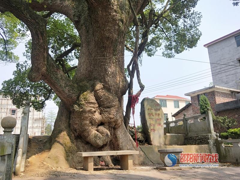 城步西岩镇现湖南最大香樟 村民世世代代保护良好