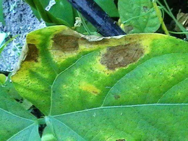 菜豆细菌性晕疫病危害症状危害特征:主要侵害叶片,初在叶片或新生叶上