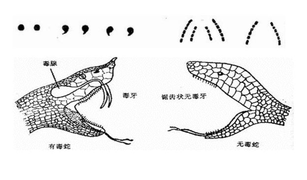 毒蛇有毒腺,排毒导管和毒牙器,而无毒蛇没有.