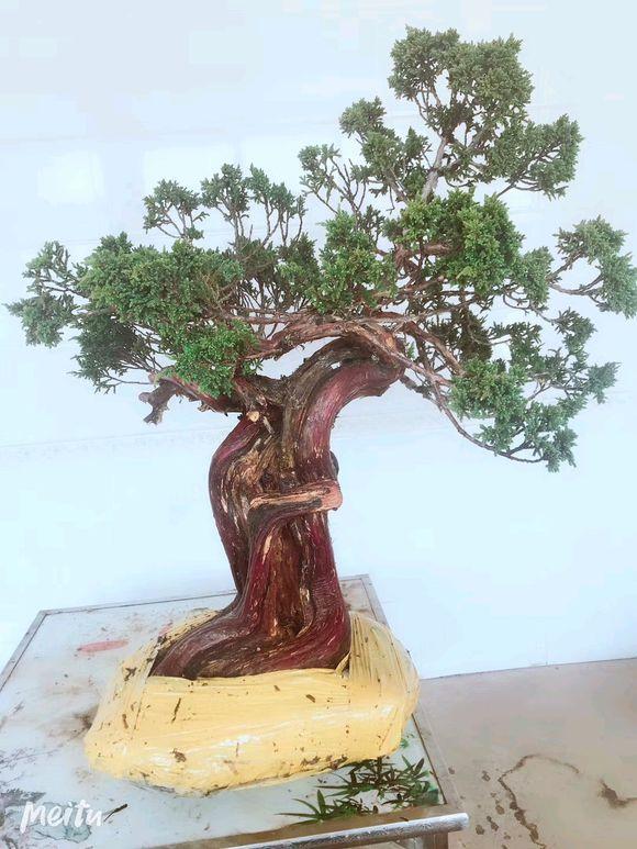 红皮珍珠柏,你养得活吗?