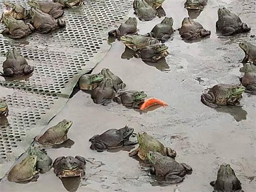 早期寄生虫引起牛蛙大面积伤亡提前做好防控才能提高成活率