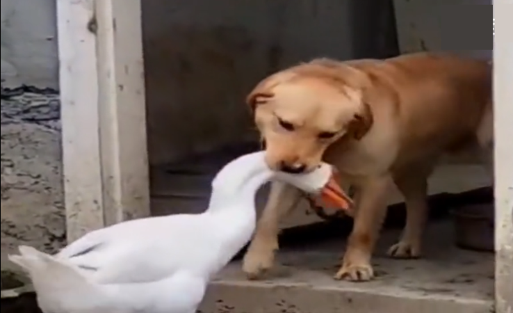 大白鹅战斗力超强,把狗啄到没脾气