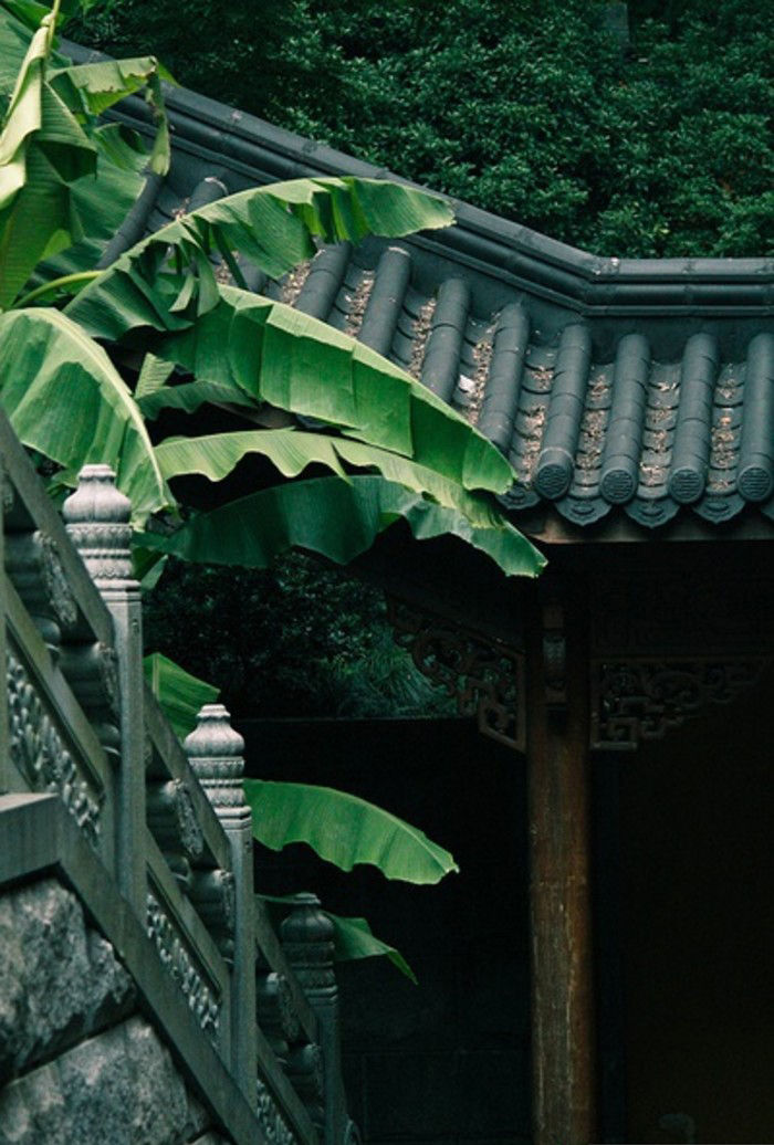 醉卧芍药雨打芭蕉,烛照海棠中国自古爱庭院感受它"春有百花秋有月,夏