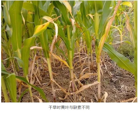 玉米缺素不可小视同是黄叶与药害病害干旱都有啥区别