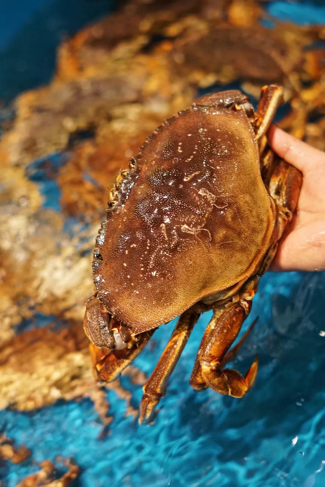 只要2位数的深海蟹宴!宁波就有