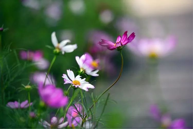 心靈種花,四季芬芳