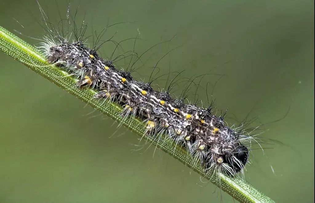 落叶松毛虫松毛虫是一类害虫的总称,主要包括赤松毛虫,马尾松毛虫,油