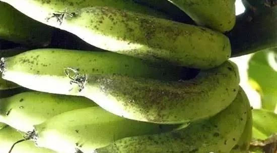 图说香蕉黑星病!黑斑,条纹,枯死