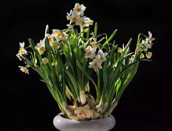 这5种花任性浇!再不用担心把爱花浇死!