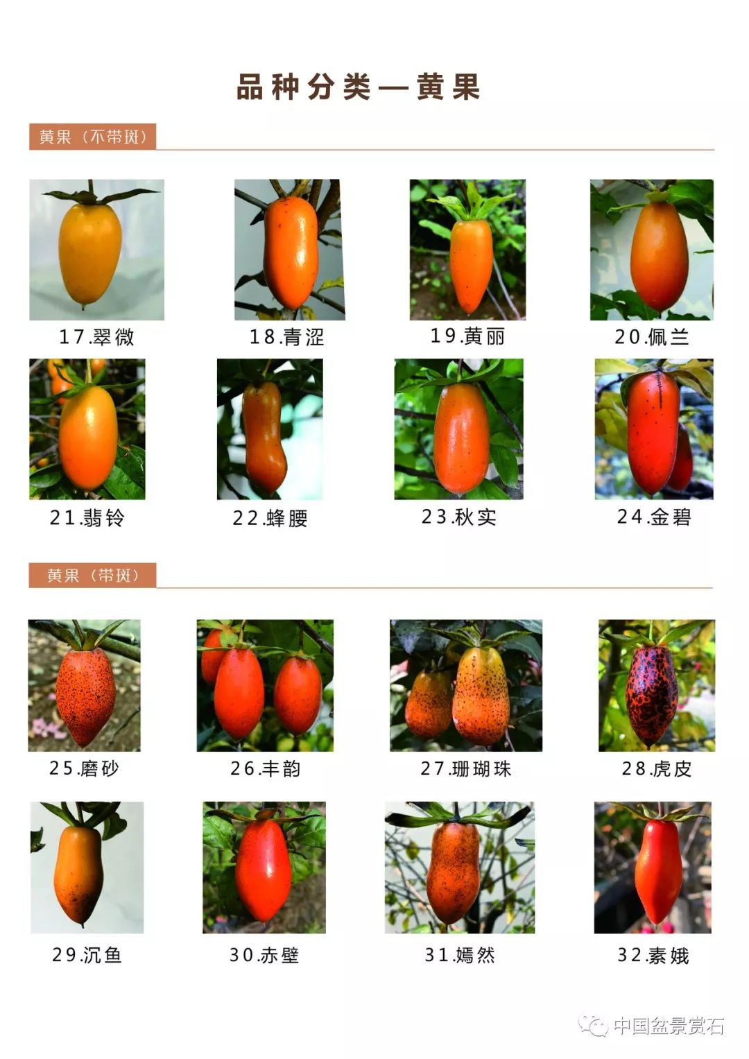 柿子的名称及图片图片