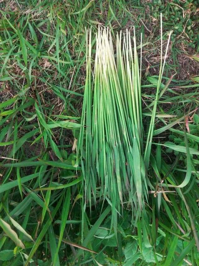 能认出超过3种以上野果的人都已经结婚了