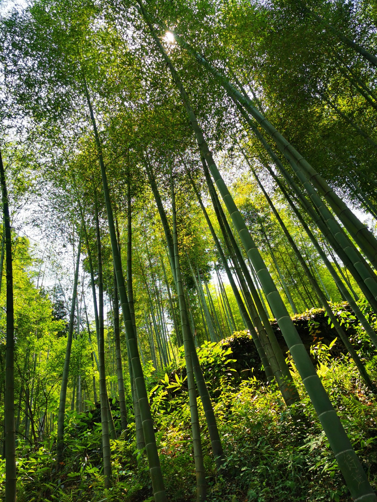 杭州有座寺庙与灵隐法华并称杭州城郊三大寺就在小和山上